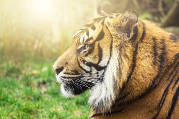 Fototapeta na wymiar Tiger im Seiten Profil mit Sonne im Gesicht