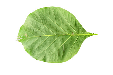 Fototapeta na wymiar Closeup leaves of teak (Tectona grandis) isolated on white background.
