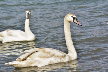 Fototapeta premium A beautiful Mute swan (Cygnus olor) / Mute swan (Cygnus olor)
