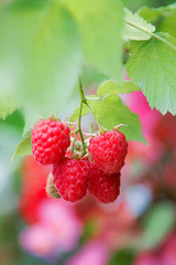 Himbeerzweig im Garten, Hintergrund soft