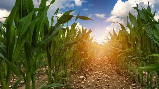 Walking in corn field on sunny summer day. Agricultural background. Full HD