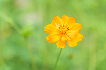 Orange cosmos flower with dew drop on blurry green background.