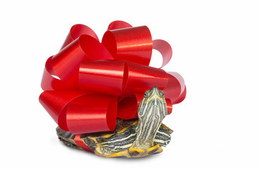 Turtle - a gift.