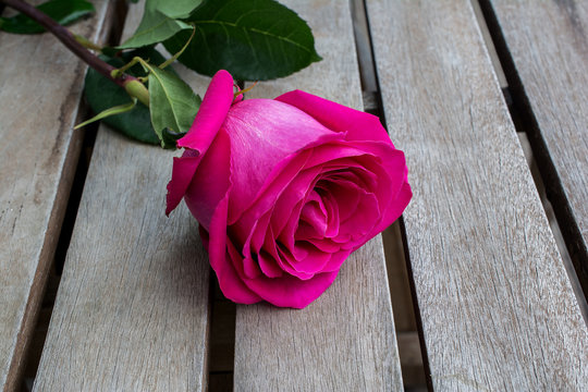 Pink rose on wooden planks.