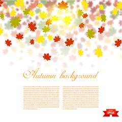 Fototapeta na wymiar Autumn background with colored maple leaves. changing seasons il