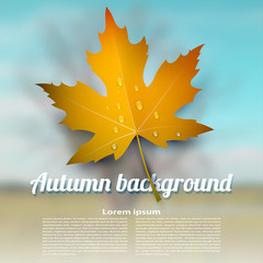 Colorful vector autumn maple leaf with raindrops on blurred abst