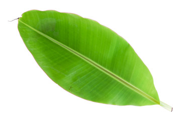Obraz premium Banana leaf isolated