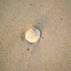 Seashell with sand stone background, flat lay style top side view