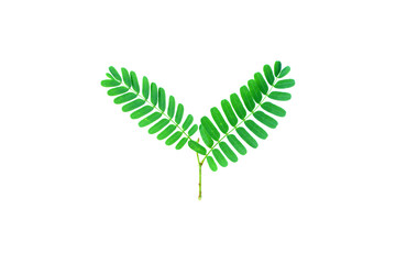 tamarind leaf isolated on white background