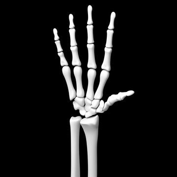  真っ白な人間の手と腕の骨の3Dレンダリング画像(黒バック)