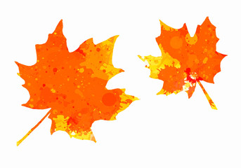 Watercolor maple leaves
