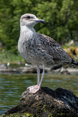 Gabbiano