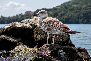 Gabbiano