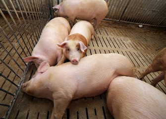 fat pigs in a sty on a farm