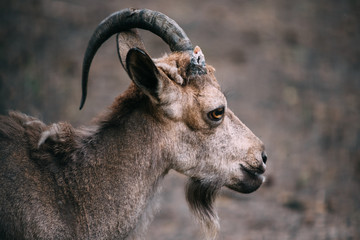 portrait of a ram with one horn