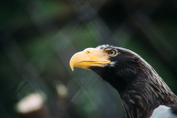 eagle portrait