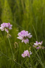 Pink wildflowers. Clover pink flowers. Pink flowers in meadow. Trifolium hybridum pale pink flowers