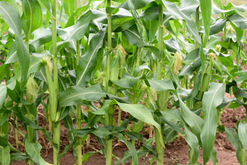 Fototapeta premium Corn plant
