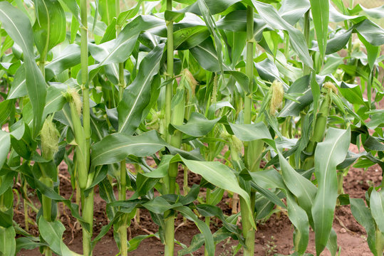 Corn plant