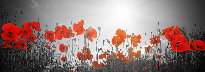 Mohnblumen Feld Panorama © Thaut Images