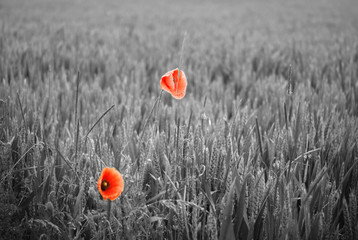 Feld mit roten Mohnblumen im Sommer