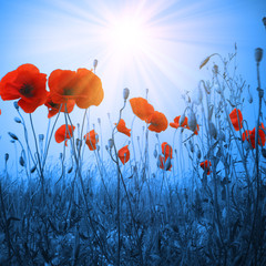 Obraz premium Feld mit roten Mohnblumen im Sommer