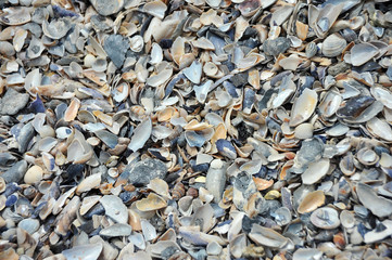 Shell and pebble stone for background texture
