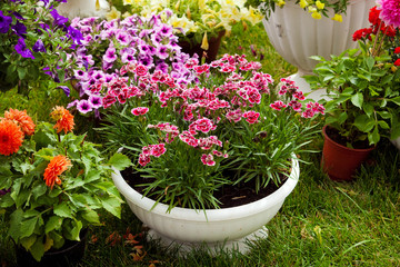 Garden flowers of different colors in pots