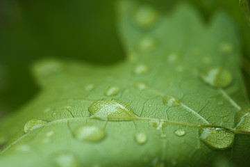 Close up raindrop on green grape leaf