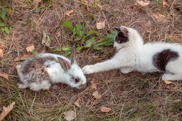 Cute small rabbit and kitten