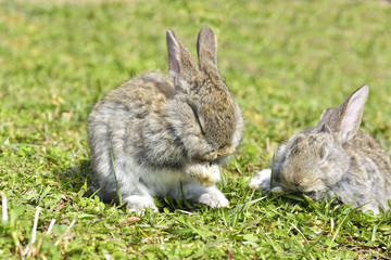 Little rabbits sitting outdoors in spring