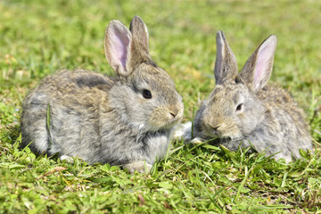 Little rabbits sitting outdoors in spring
