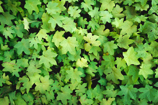 fresh green creeper plant top view wallpapre