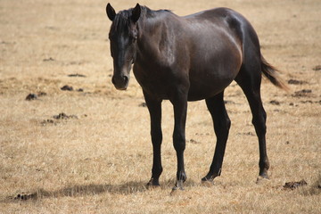 Cavalo no campo