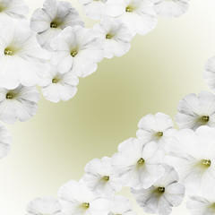 Beautiful floral background isolated white petunias 
 