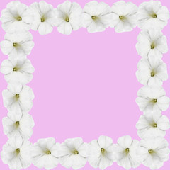 Beautiful floral background isolated white petunias