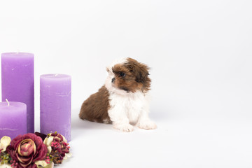 One cute little shih-tzu puppy with holliday candle isolated on the white background