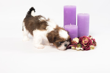 One cute little shih-tzu puppy with holliday candle isolated on the white background