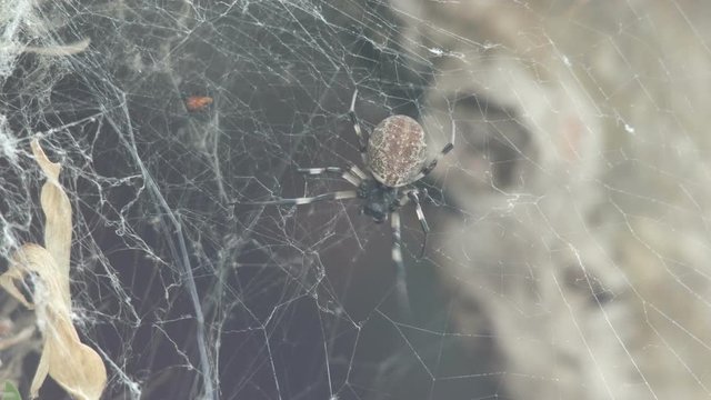a spider is trying to catch its prey on the web