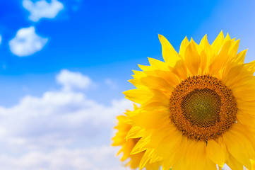 Obraz premium Beautiful landscape with sunflower field over cloudy blue sky