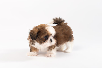 One funny shih-tzu puppy isolated on white background