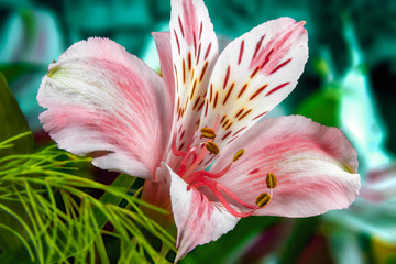  garden flowers on a green background Alstroemeria