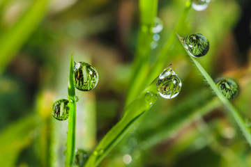 Dew  drops on leaves