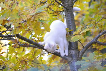 biały kot na drzewie © zajdercom