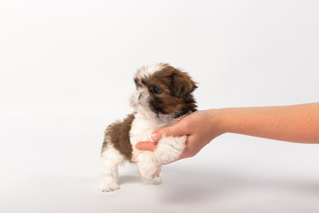 Little cute shih tzu puppy in the woman's hand isolated on white background