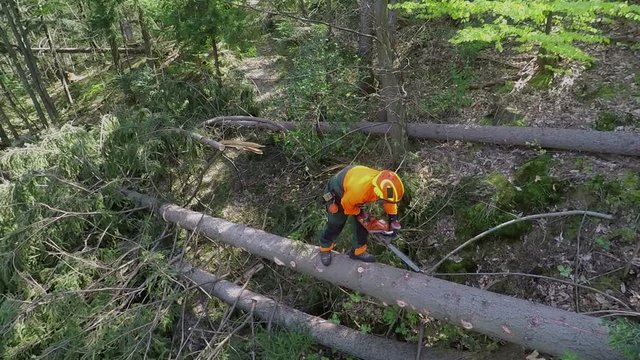A young logger is cutting branches off a fallen tree in a forest. Then he is showing a chainsaw to the camera. Wide-angle shot.
