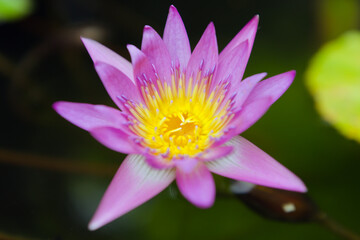 Lotus flower in a pond