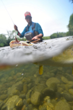 Closeup of brown trout being caught, underwater