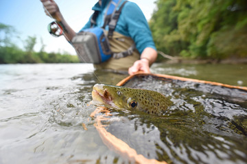 Closeup of brown trout being caught by flyfisherman
