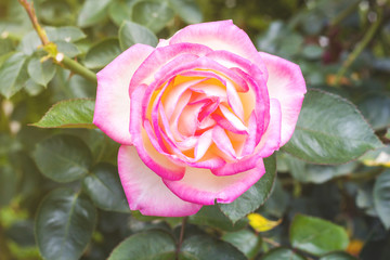 pink roses ,spring flowers,flowers garden,green,beautiful